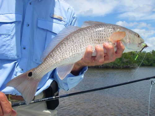 Everglades-Fishing-0017