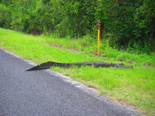 Everglades-Fishing-0050