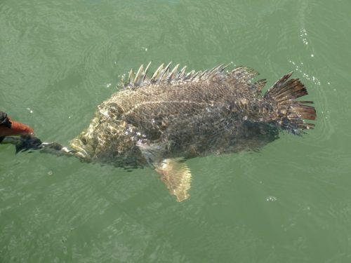 Everglades-Fishing-0058