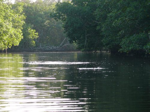 Everglades-Fishing-0059
