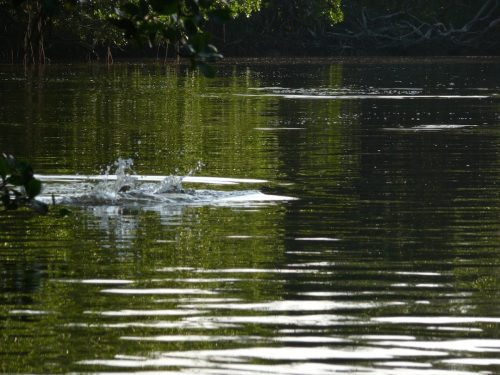Everglades-Fishing-0061