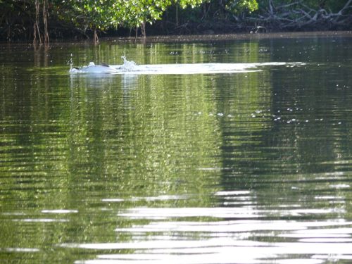 Everglades-Fishing-0062