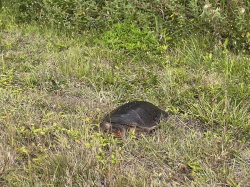 Everglades-Lodge-008