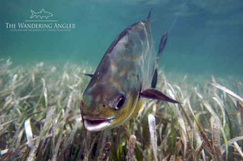The Wandering Angler - Belize Lodge034 (1)