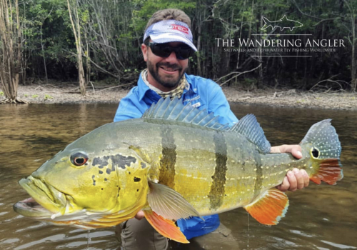 The Wandering Angler - Colombia Peacock bass006