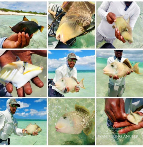 The Wandering Angler - Kiritimati Island - Fishing 006