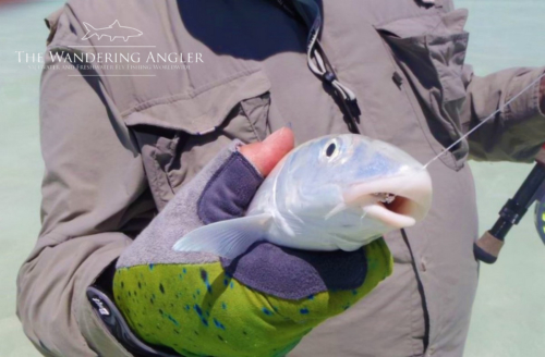 The Wandering Angler - Kiritimati Island - Fishing 011