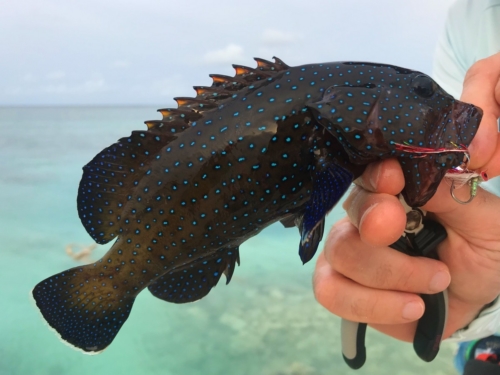 The Wandering Angler - Maldives group  - August 2019 - 0004