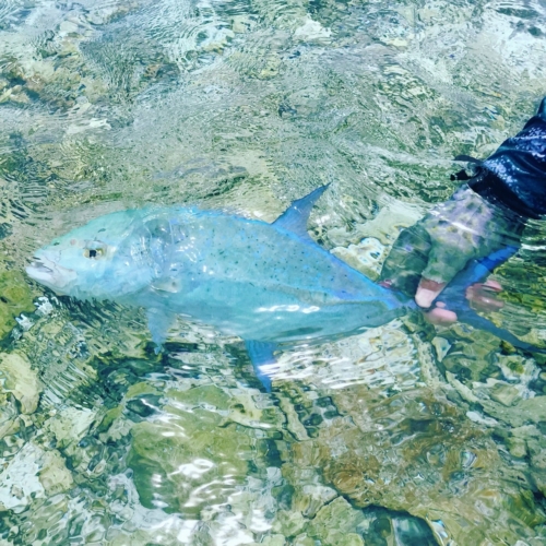 The Wandering Angler - Maldives group  - August 2019 - 0022