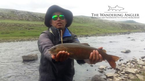 The Wandering Angler - Mongolia taimen0001