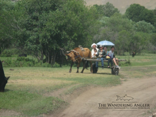 The Wandering Angler - Mongolia taimen0102 (1)