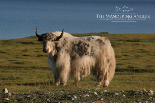 The Wandering Angler - Mongolia taimen0107 (1)