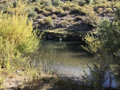 The Wandering Angler - Norte Neuquino March 2019 trip0151 (1)