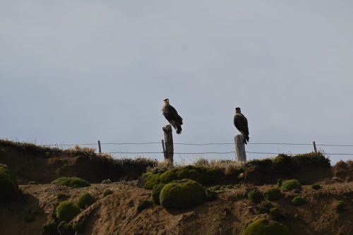 Tierra-del-Fuego-0019