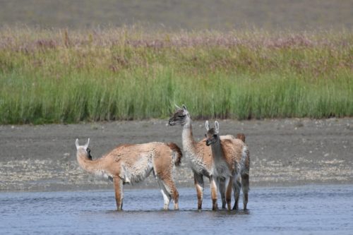 Tierra-del-Fuego-0020